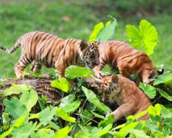 The zoo is home to about 2288 animals belonging to The zoo is home to about 2288 animals belonging to 335 species. You can see animals like Sumatran tiger, crocodile, gorilla, orangutan, peacock, tapir
